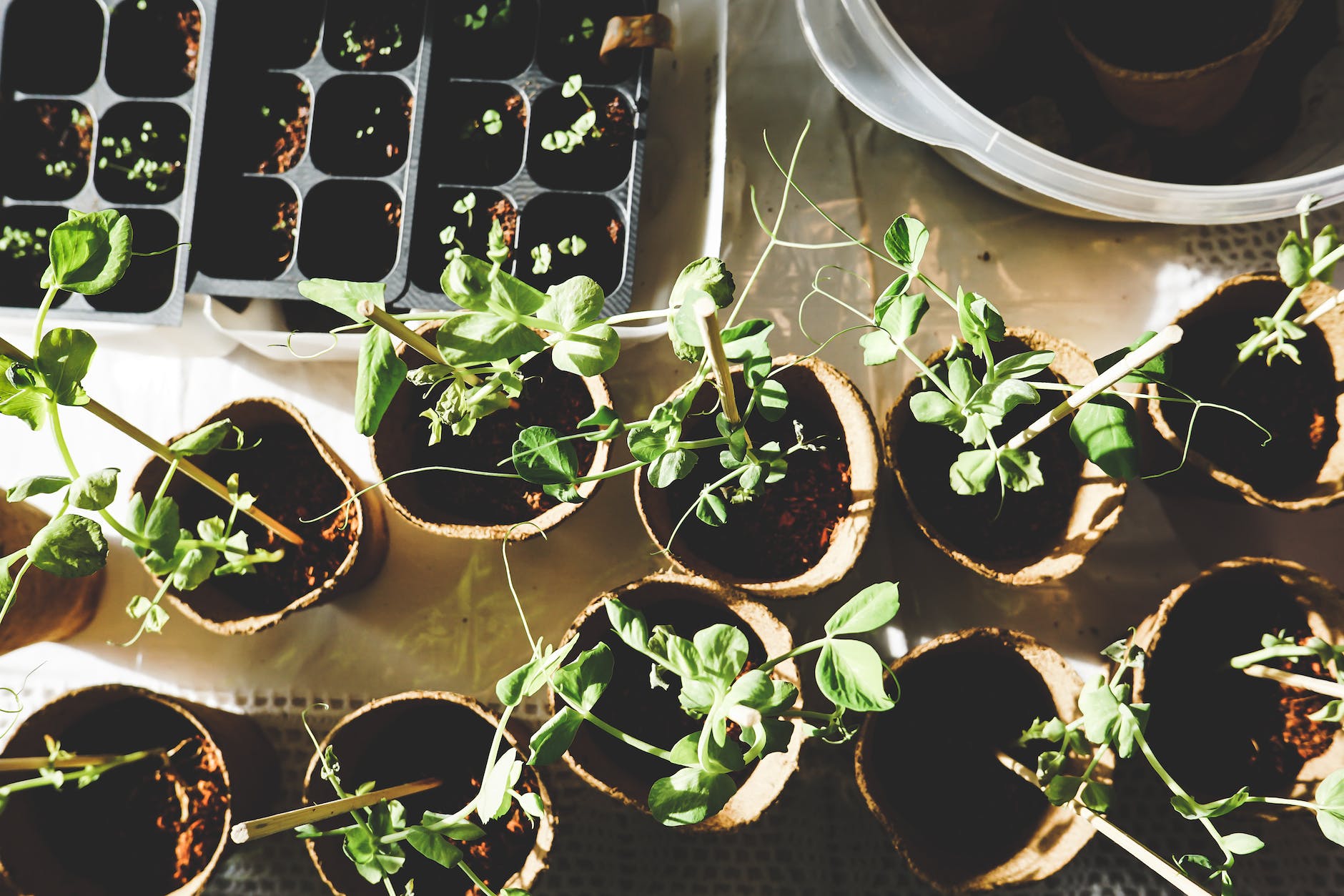 variety of green plants